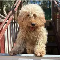 Foto dell\'animale cane - Matr. 2024/0795 - Microchip 380260043683991