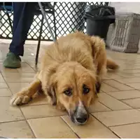 Foto dell\'animale cane - Matr. 2024/0793 - Microchip 380260044997809