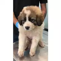 Foto dell\'animale cane - Matr. 2024/0794 - Microchip 380260044998338