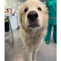 Foto dell\'animale cane - Matr. 2024/0797 - Microchip 380260044980016