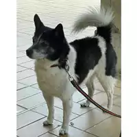 Foto dell\'animale cane - Matr. 2024/0798 - Microchip 380260100202394