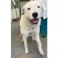 Foto dell\'animale cane - Matr. 2024/0803 - Microchip 380260044979833