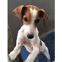 Foto dell\'animale cane - Matr. 2017/1471 - Microchip 380260043268950