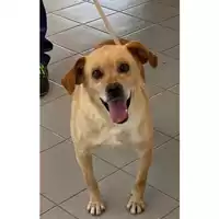 Foto dell\'animale cane - Matr. 2024/0804 - Microchip 380260044997658