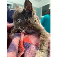 Foto dell\'animale gatto - Matr. 2024/0805 - Microchip 380260044980253