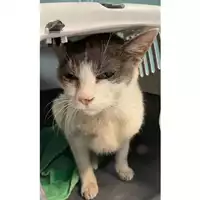 Foto dell\'animale gatto - Matr. 2024/0806 - Microchip 380260044979808