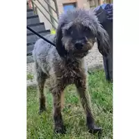 Foto dell\'animale cane - Matr. 2024/0807 - Microchip 380260044979922