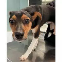 Foto dell\'animale cane - Matr. 2024/0808 - Microchip 380260044979554