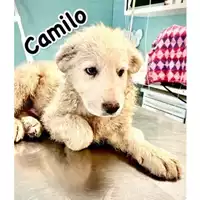 Foto dell\'animale cane - Matr. 2024/0813 - Microchip 380260044980993