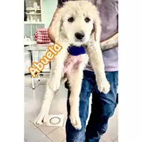 Foto dell\'animale cane - Matr. 2024/0816 - Microchip 380260044980186