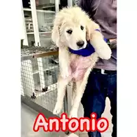 Foto dell\'animale cane - Matr. 2024/0817 - Microchip 380260044981336