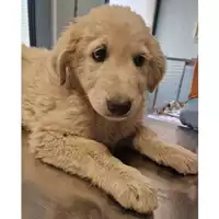 Foto dell\'animale cane - Matr. 2024/0810 - Microchip 380260044979746