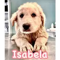Foto dell\'animale cane - Matr. 2024/0814 - Microchip 380260044980535