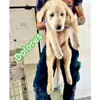 Foto dell\'animale cane - Matr. 2024/0815 - Microchip 380260044980791