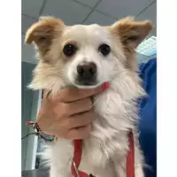 Foto dell\'animale cane - Matr. 2024/0675 - Microchip 380260044980278