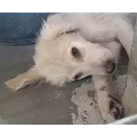 Foto dell\'animale cane - Matr. 2017/1486 - Microchip 380260043268760