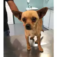 Foto dell\'animale cane - Matr. 2024/0819 - Microchip 380260044981331