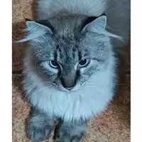 Foto dell\'animale gatto - Matr. 2024/0820 - Microchip 380260044980828