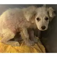 Foto dell\'animale cane - Matr. 2024/0824 - Microchip 380260044980830