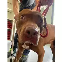 Foto dell\'animale cane - Matr. 2024/0821 - Microchip 380260080378381