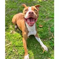Foto dell\'animale cane - Matr. 2024/0822 - Microchip 380260044979633