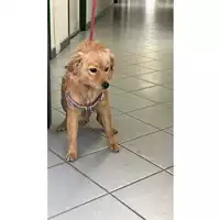 Foto dell\'animale cane - Matr. 2024/0823 - Microchip 380260044980642