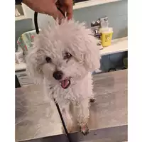 Foto dell\'animale cane - Matr. 2024/0825 - Microchip 991001005465373