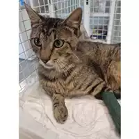 Foto dell\'animale gatto - Matr. 2024/0826 - Microchip 380260044980680