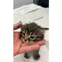 Foto dell\'animale gatto - Matr. 2024/0833 - Microchip 380260044997693