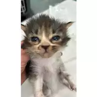 Foto dell\'animale gatto - Matr. 2024/0834 - Microchip 380260044998314