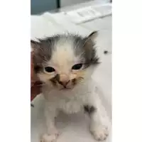 Foto dell\'animale gatto - Matr. 2024/0837 - Microchip 380260044997738