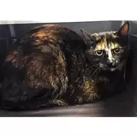 Foto dell\'animale gatto - Matr. 2024/0838 - Microchip 380260044980254