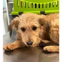 Foto dell\'animale cane - Matr. 2024/0831 - Microchip 380260044998510