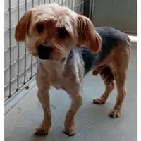 Foto dell\'animale cane - Matr. 2024/0845 - Microchip 380260010252431