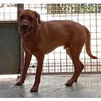 Foto dell\'animale cane - Matr. 2024/0849 - Microchip 380260170010567