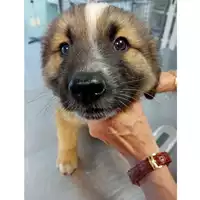Foto dell\'animale cane - Matr. 2024/0850 - Microchip 380260044979774