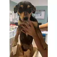 Foto dell\'animale cane - Matr. 2024/0857 - Microchip 380260044998231