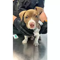 Foto dell\'animale cane - Matr. 2024/0860 - Microchip 380260044980132