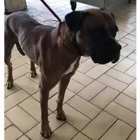 Foto dell\'animale cane - Matr. 2024/0858 - Microchip 380260044998037