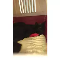 Foto dell\'animale gatto - Matr. 2024/0861 - Microchip 380260044979654