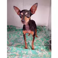 Foto dell\'animale cane - Matr. 2024/0864 - Microchip 380260100591599