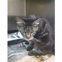 Foto dell\'animale gatto - Matr. 2024/0862 - Microchip 380260044980207