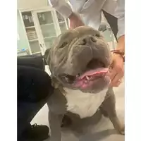 Foto dell\'animale cane - Matr. 2024/0866 - Microchip 380260044979950