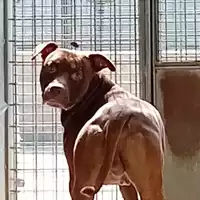 Foto dell\'animale cane - Matr. 2024/0868 - Microchip 380260044731059