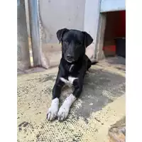 Foto dell\'animale cane - Matr. 2022/0722 - Microchip 380260044549719