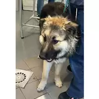 Foto dell\'animale cane - Matr. 2024/0870 - Microchip 380260044980330