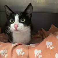Foto dell\'animale gatto - Matr. 2024/0871 - Microchip 380260044980023