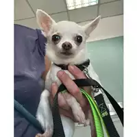 Foto dell\'animale cane - Matr. 2024/0872 - Microchip 380260140075292