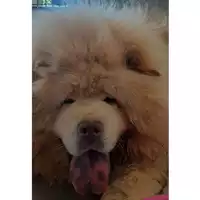 Foto dell\'animale cane - Matr. 2024/0873 - Microchip 900108001663515