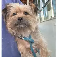 Foto dell\'animale cane - Matr. 2024/0874 - Microchip 642090005425233
